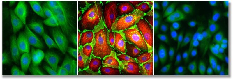 Introduction to Primary Cell Culture - Axeb